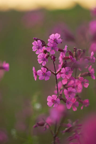 istock Blooming sticky flies Lychnis viscaria (Silene viscaria) in a meadow. 1469817937