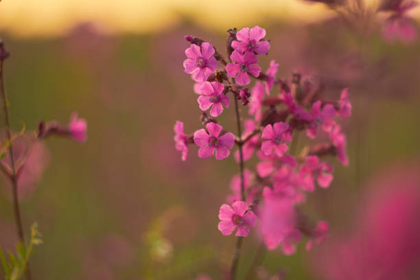 istock Blooming sticky flies Lychnis viscaria (Silene viscaria) in a meadow. 1469818462