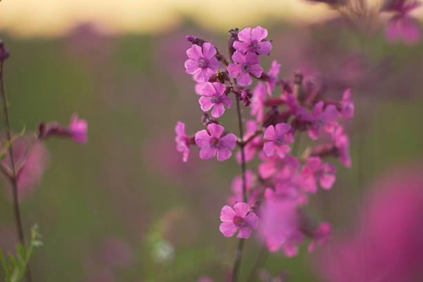 istock Blooming sticky flies Lychnis viscaria (Silene viscaria) in a meadow. 1469818515
