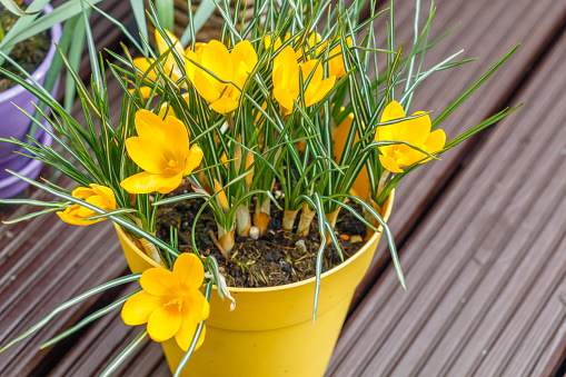 A pot of yellow crocuses. Close-up view. High quality photo