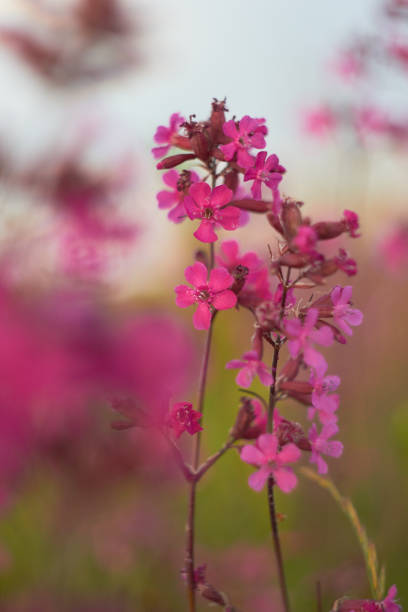 istock Blooming sticky flies Lychnis viscaria (Silene viscaria) in a meadow. 1469818554