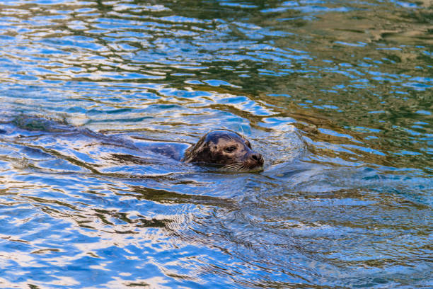 istock Beautiful seal swimming in water 1469818636
