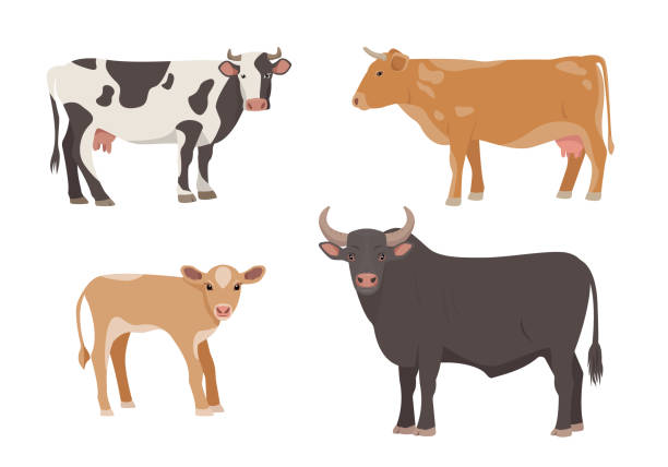 bildbanksillustrationer, clip art samt tecknat material och ikoner med set of male and female farm animals. cow, bull and calf icons. dairy cattle in different poses. - parade