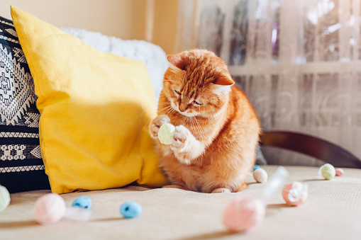 Ginger cat playing with Easter eggs at home. Pet having fun on couch by Easter bunny. Spring holiday symbol. Animal helping with decoration