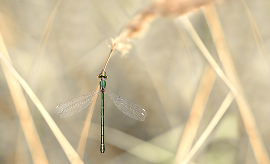 A common blue damselfly perching on a grass stalk.