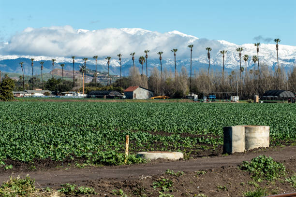 Symetric rows of kale planted in agriculture fields with snow covered moutains in distant hills above Ventura.
