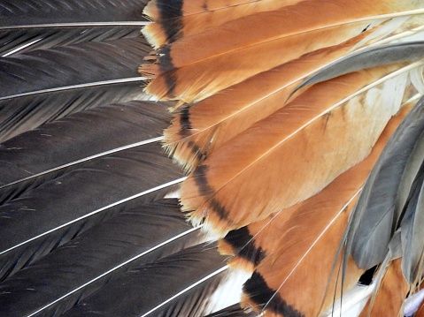 A traditional part of a man's regalia worn during a dance exhibition or Wachipi (Pow Wow) and originates from the Plains region of the United States.