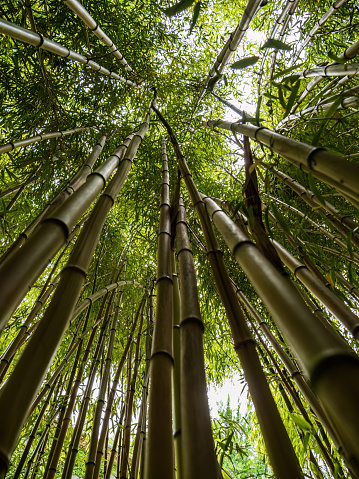 Looking up view in a dense asian bamboo forest sunlight coming through the leaves