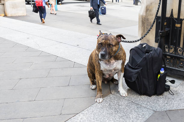 istock leashed Pitbull Terrier sits near a backpack in the city 1469830205