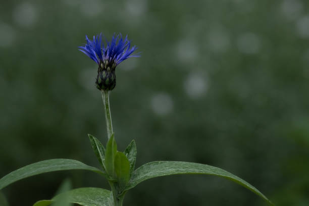 Blue flower Knapweed. Natural background with blooming cornflower flower.