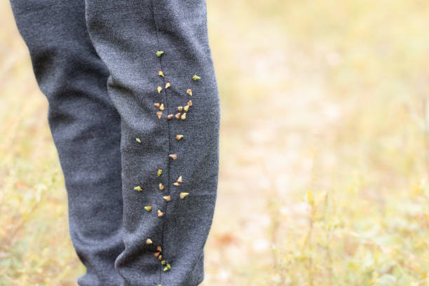 les gousses de graines sèches pointues du podmarennik tenacious adhéraient aux vêtements. le concept de la distribution des graines de plantes dans la nature. - cocklebur photos et images de collection