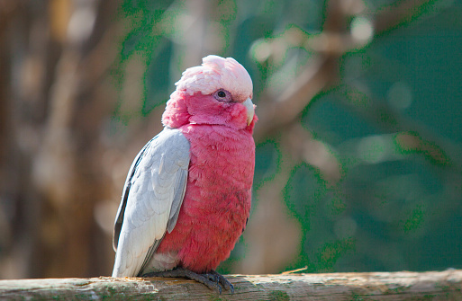 Pink cockatoo parrot in the park