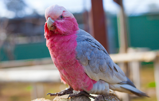 Pink cockatoo parrot in the park