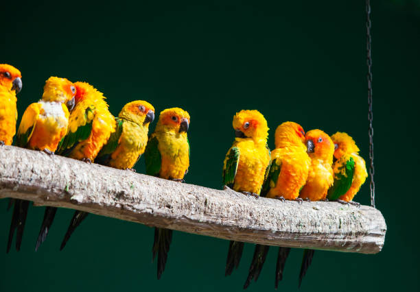 istock Aratinga colorful parrot in the park 1469833773