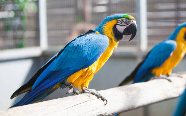 istock Multicolored macaw parrot in the park 1469833799