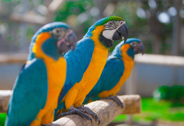 istock Multicolored macaw parrot in the park 1469833807