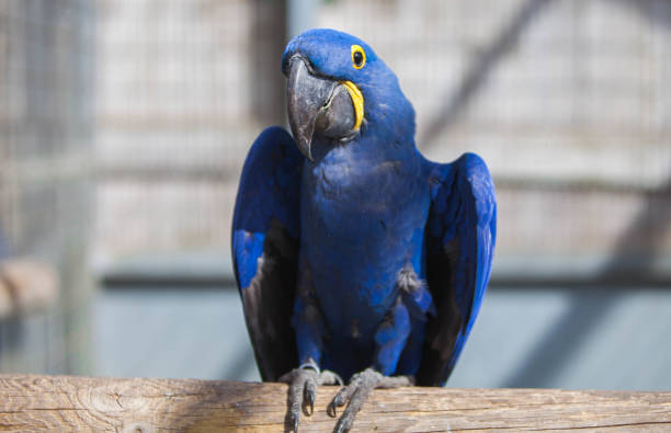 istock Hyacinth macaw parrot in the park 1469833810