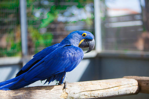 istock Hyacinth macaw parrot in the park 1469833811