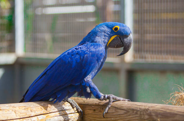Hyacinth macaw parrot in the park