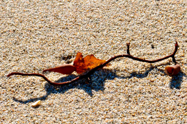 istock Strand of Kelp 1469841485