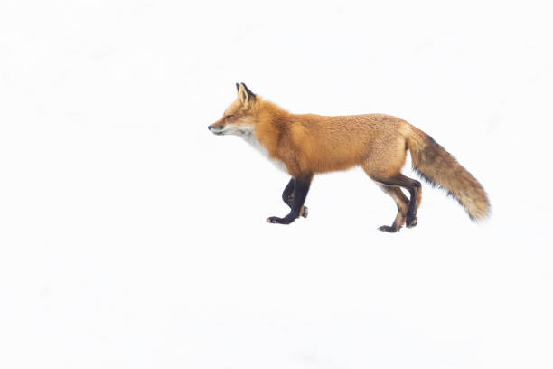 istock fox in Canadian winter 1469842083