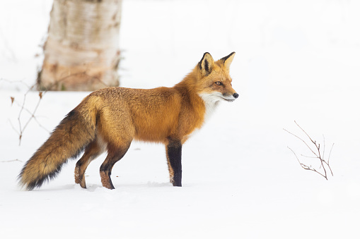 fox in Canadian winter on white background