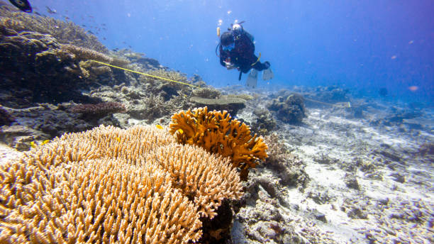 istock Underwater monitoring 1469845970