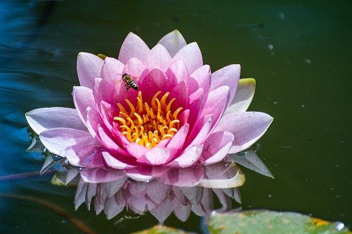 a bee in a pink water lily on the lake in Bistrita, Romania, Nimfeacee (Water lilies)