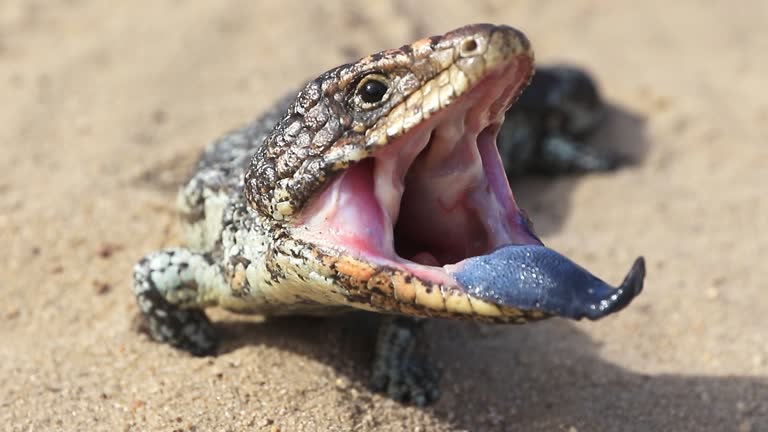 A blue tongue lizard sticking out his blue tongue