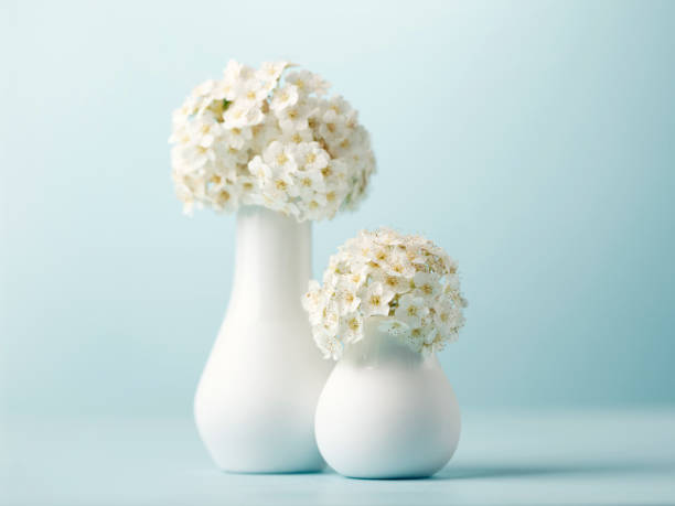 White flowers in the vase