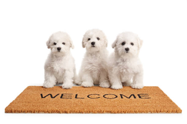 Three birchin frise puppies standing on a welcome door mat isolated on white background