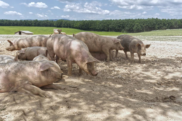 istock Pigs in the shade of a tree 1469856006