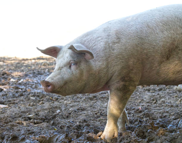 istock Pig's cheeky look 1469856008