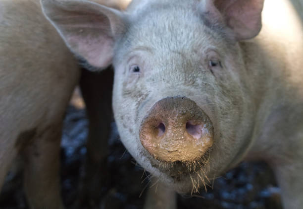 Domestic farm animals