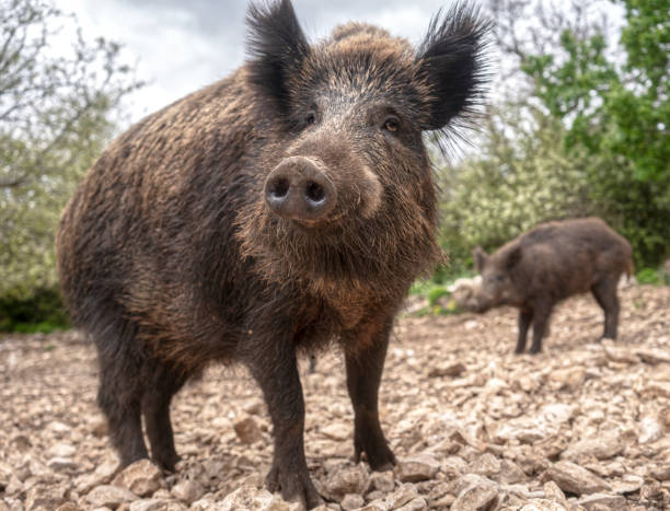 istock Wild boar portrait, close-up 1469856034