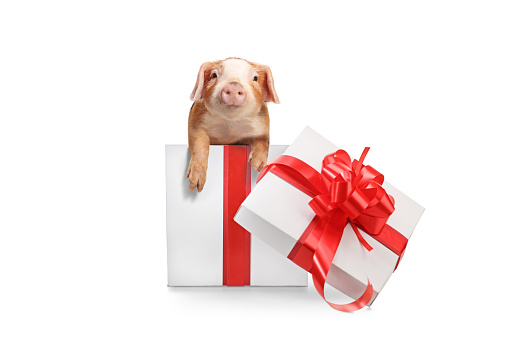 Piglet pet inside a present box isolated on white background