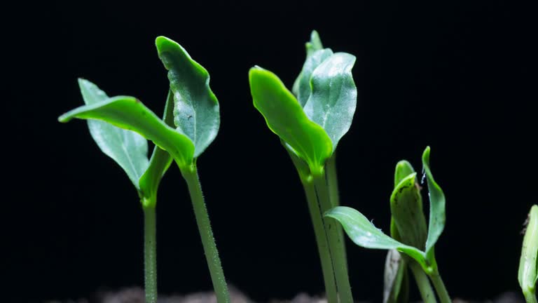 Growing seed time lapse