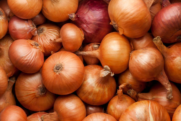 istock Ripe bulb onions Close-up Background Or Texture. 1469858343