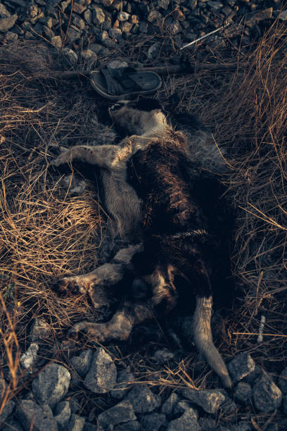 istock ill homeless dog 1469858974