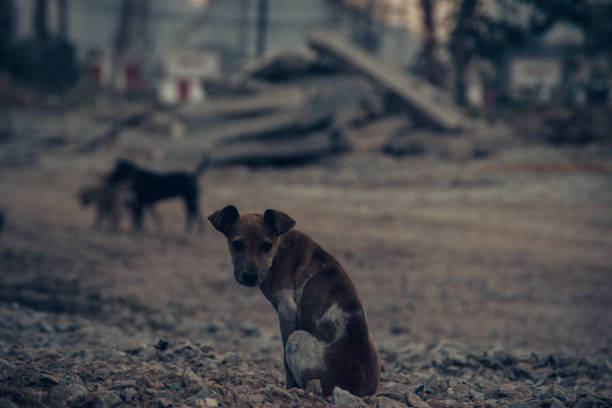 istock ill homeless dog 1469859081