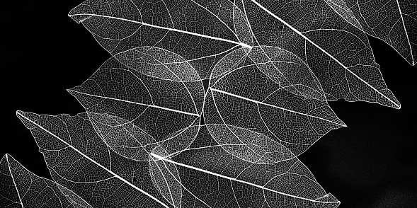 Black and white texrure of tree leaves, vein leaf textured, organic design background. Aesthetic nature macro trends, minimal monochrome seasonal background. Natural pattern or ornament of foliage