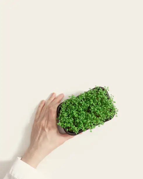 Growing sprouts of watercress salad in container, female hand hold plastic box with Microgreens on beige background.  Concept healthy lifestyle and eating, organic food, superfood. Top view greens