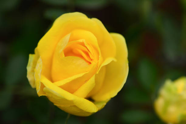 A beautiful yellow rose after the rain.