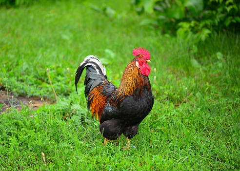 Beautiful rooster with colorful feathers in the green meadow.