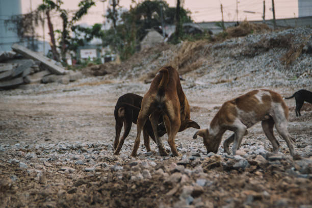 istock ill homeless dog 1469859408