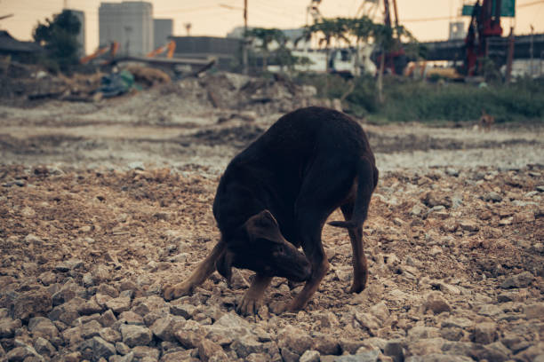 istock ill homeless dog 1469859807