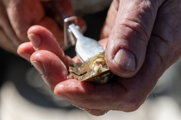 istock Pearl farming tour prying open an oyster shell 1469861862