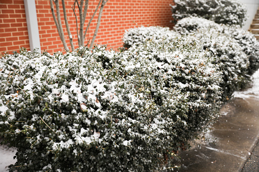 snow on bushes and trees in the city and park during winter holiday outdoors