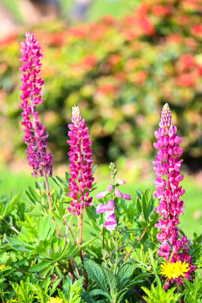 istock Summer Beautiful Garden in hong kong 1469868318