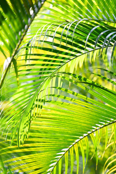 istock Beautiful clumping lipstick palm or Cyrtostachys renda 1469868459